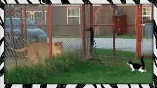 Brave housecat challenges LION