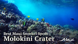 Best Maui Snorkel Spots: Molokini Crater