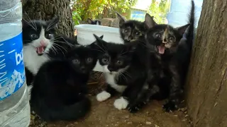 6 scared feral kittens trying to trust a human for the first time