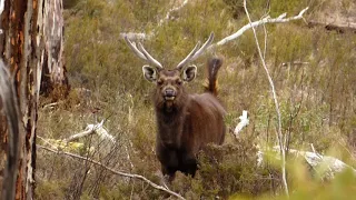 Honking Sambar Stag on recent Backpack mission 2019