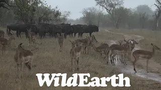 WildEarth - Sunset Safari - 13 Sep 2022