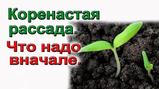 Подготовка семян к посеву.   Строго обязательно.