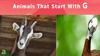 Animals That Start With The Letter G - Listed With Facts!