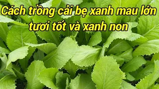 Cách trồng cải bẹ xanh từ lúc gieo hạt đến khi thu hoạch / how to grow mustard greens