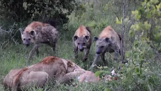 WILD DOG Hunt Leads to LION and HYENA Interaction