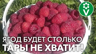 МАЛИНА: УХОД НА ВЕСЬ ГОД! Календарь-подсказка для вашего удобства