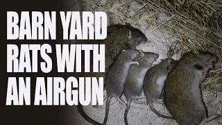 Barnyard Rats with an Airgun