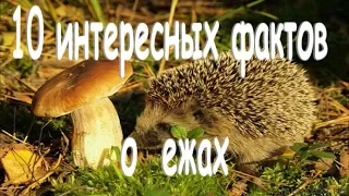 10 интересных фактов о ежах.