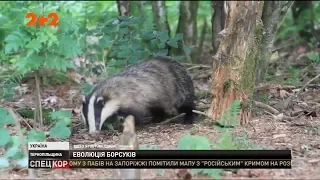 На Тернопільщині мати-борсучиха із виводком напала на череду корів