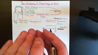 The Anatomy and Physiology of Nails