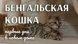 Бенгальская кошка  I  Первые дни в новом доме  I  Marcelina von den Fleckenzwergen  I  Bengalcat