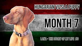 Hungarian Vizsla Puppy #6 (Month 7)