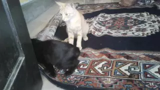 Turbo, nama kucing hitam ini sedang bermain dgn ibu angkatnya iyooo