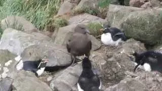 Brown skua steals Rockhopper penguin egg.