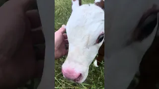 Say Hi to the Beautiful Calf