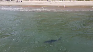 EPIC Drone Footage of GREAT WHITE SHARKS Along California Coastline