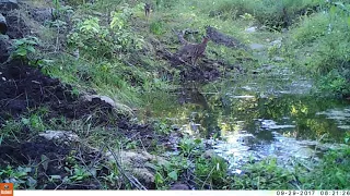 Bobcat (Lynx rufus) Mother and Cub