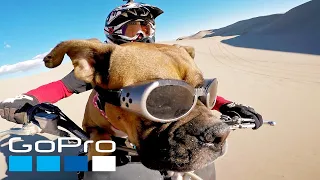 GoPro: Top 10 Dog Moments