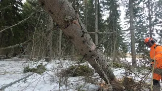 Epäonninen kuivasten hakureissu | Failing in tree cutting