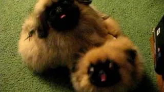 Ando and Claire Bear 4 1/2 month old pekingese puppies