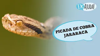 PICADA DE COBRA JARARACA: O QUE ACONTECE? O QUE FAZER ?