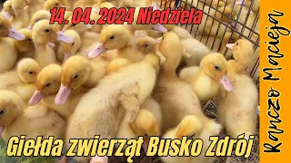 Giełda zwierząt Busko Zdrój 14.04.2024  #366 [4K]