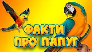 42 цікавих факта про папуг 🦜🦜🦜#папуга #ара #жако #лорі