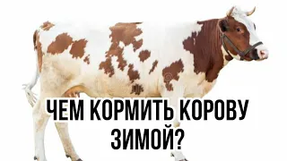 Чем кормить коров зимой? Уход, содержание коров зимой