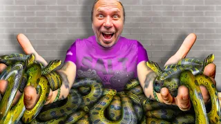 My Giant Anaconda Had 40 Live Babies!