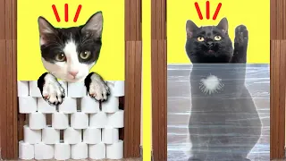 Gatos Luna y Estrella en el desafío del papel higiénico y la pared invisible / Videos de gatitos