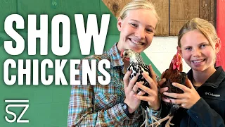 How to Train & Compete in Poultry Showmanship