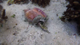 Creepy Jumping Conch