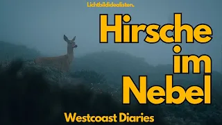 Hirsche im Nebel - Westcoas tDiaries 11