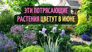 Эти потрясающие растения цветут в июне.😍😍