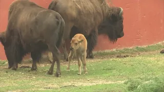 Baby Bison at RPZ!