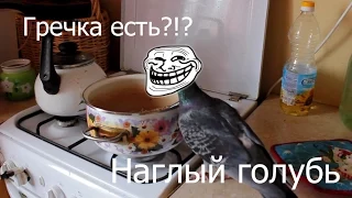 Наглый голубь, часть 2