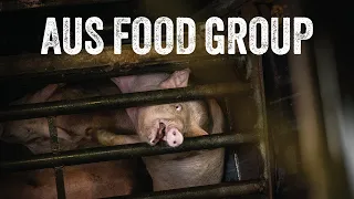 We Hid Inside One of the Pork Industry’s Gas Chambers | Ban Gas Chambers