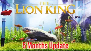 The Lion King Theme Nano Fish Tank Aquarium Aquascape No CO2 (5 Months Update)