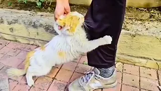 "Please Don't Leave, My Child is Dying" Crying Mother Cat Begging for Help for Her Struggling Kitten