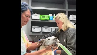 gastric intubation on a canine