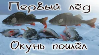 Окунь, первый лед на Ладожском озере, Perch, the first ice on Lake Ladoga