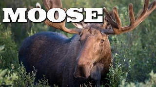 All About Moose for Kids: Animal Videos for Children - FreeSchool