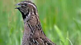 lawa kiSaaf awaz batairon k shikar k liye | zabrdast bulara | bedana sayrashi | quail calling