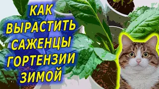 КАК ВЫРАЩИВАТЬ САЖЕНЦЫ ГОРТЕНЗИИ ЗИМОЙ ИЗ ЧЕРЕНКОВ. ВЫРАЩИВАНИЕ САЖЕНЦЕВ ГОРТЕНЗИИ ЗИМОЙ.