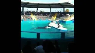 Miami Seaquarium - Orca fin slap