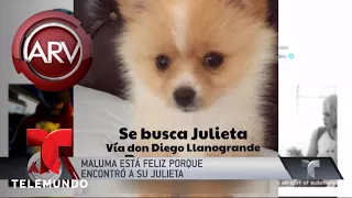 Maluma celebró el regreso de su perrita | Al Rojo Vivo | Telemundo