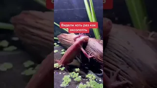 Видео как аксолотль превращается в амбистому. #аксолотль #axolotl #reccomendations #ambystoma