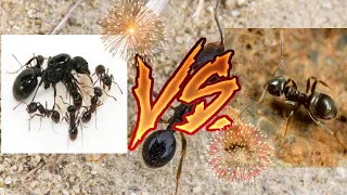 Messor structor vs Lasius niger/версус между двумя видами.