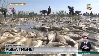 Рыба тоннами гибнет в Атырауской области