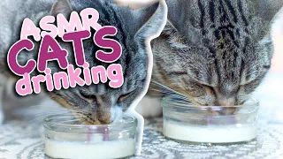 ASMR Cats drinking milk